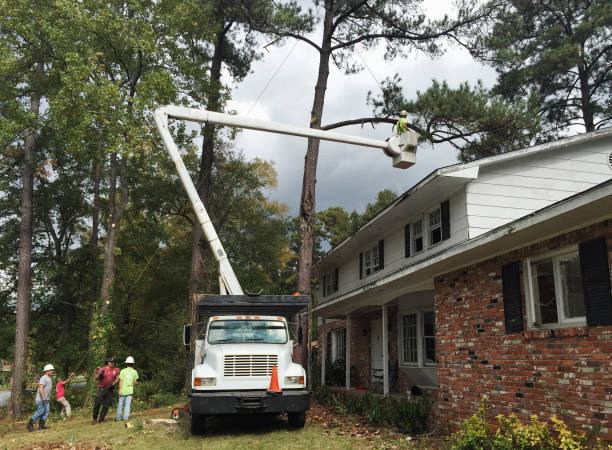 Rusk, TX Tree Removal Services Company