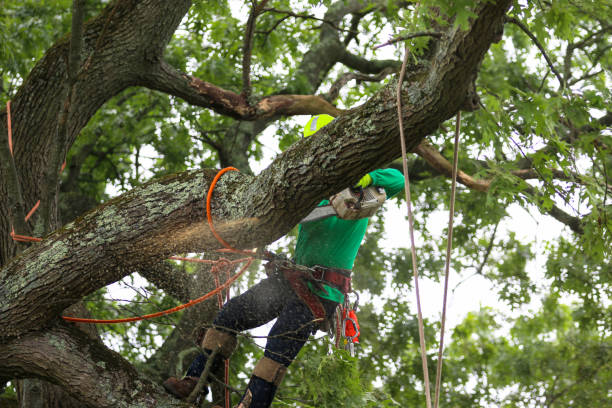 How Our Tree Care Process Works  in  Rusk, TX