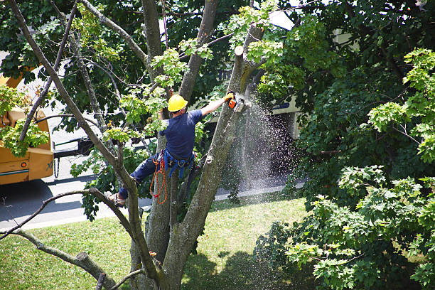 Best Seasonal Cleanup (Spring/Fall)  in Rusk, TX